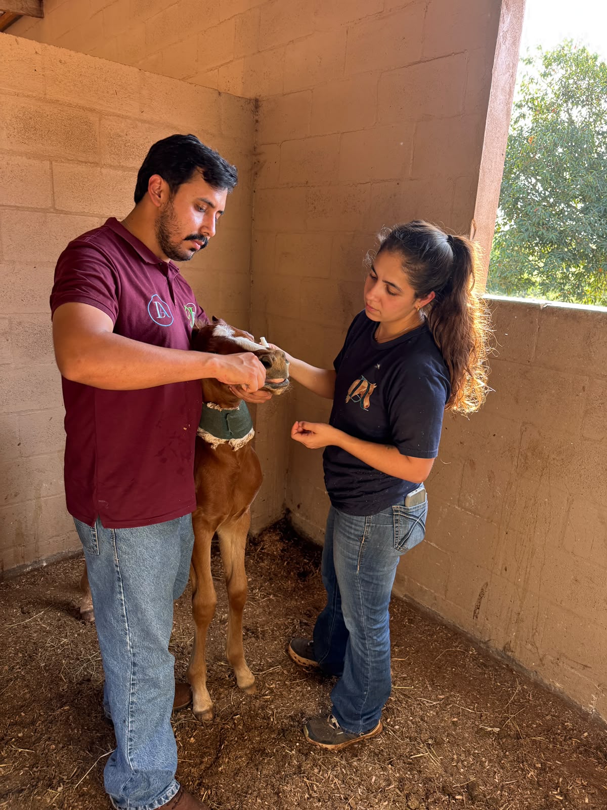 M.V. Danielle Araújo e o médico-veterinário João Ferreira atendendo juntos um potro em haras